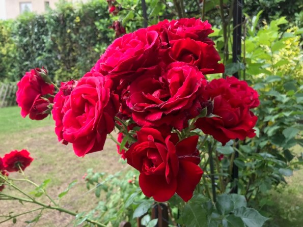 Roses_du_jardin.jpg